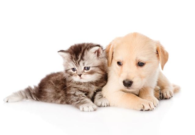Scientist who took picture of black hole Free photos dogs and cats
